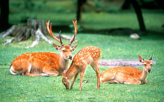 Nara Park