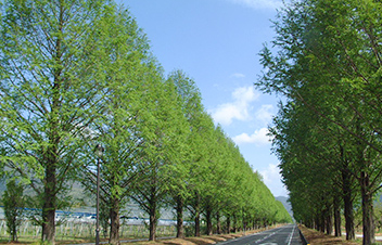 メタセコイア並木（高島市）