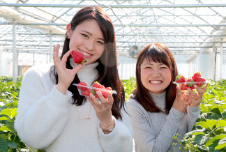 FRUIT / FRUIT PICKING